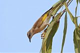 Rufous-throated Honeyeaterborder=